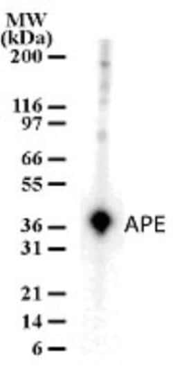 Invitrogen APE1 Polyclonal Antibody 100 &mu;g; Unconjugated:Antibodies,