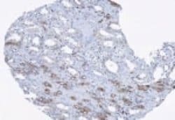 Invitrogen ROPN1L Polyclonal Antibody 100 &mu;g; Unconjugated:Antibodies,