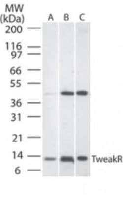 Invitrogen CD266 Polyclonal Antibody 100 &mu;g; Unconjugated:Antibodies,