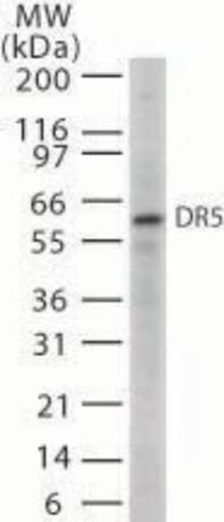 Invitrogen TRAIL-R2 (DR5) Polyclonal Antibody 100 &mu;g; Unconjugated:Antibodies,