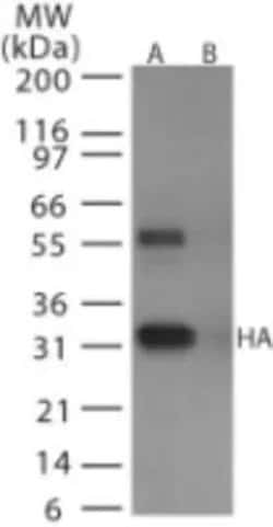 Invitrogen Influenza A H6N1 HA Polyclonal Antibody 100 &mu;g; Unconjugated:Antibodies,