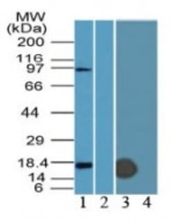 IFITM3 Polyclonal Antibody:Antibodies, Polyclonal