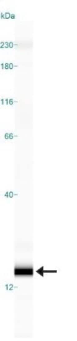 IFITM3 Polyclonal Antibody:Antibodies, Polyclonal