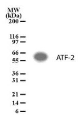 Invitrogen ATF2 Polyclonal Antibody 100 &mu;g | Buy Online | Invitrogen&trade; | Fisher Scientific