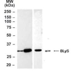 Invitrogen BAFF Polyclonal Antibody 100 &mu;g | Buy Online | Invitrogen&trade; | Fisher Scientific