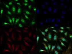 Invitrogen RAP1 Polyclonal Antibody 100 &mu;g | Buy Online | Invitrogen&trade; | Fisher Scientific