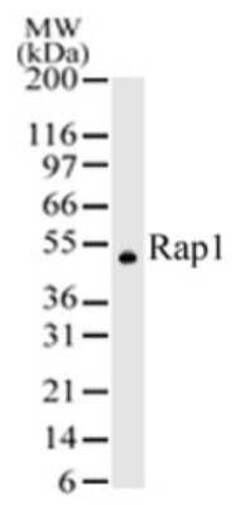 Invitrogen RAP1 Polyclonal Antibody 100 &mu;g | Buy Online | Invitrogen&trade; | Fisher Scientific