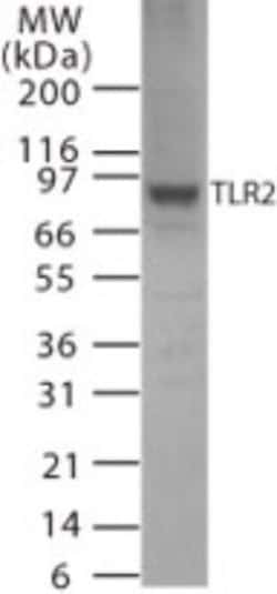 Invitrogen TLR2 Polyclonal Antibody 100 &mu;g; Unconjugated:Antibodies,