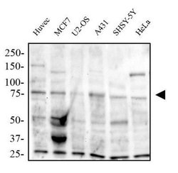 Invitrogen TRAF7 Polyclonal Antibody 100 &mu;g; Unconjugated:Antibodies,
