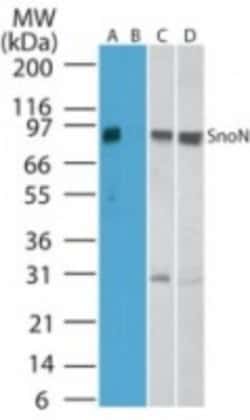 Invitrogen SnoN Polyclonal Antibody 100 &mu;g; Unconjugated:Antibodies,
