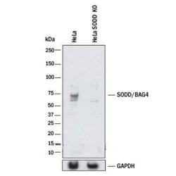 Invitrogen BAG4 Polyclonal Antibody 100 &mu;g | Buy Online | Invitrogen&trade; | Fisher Scientific