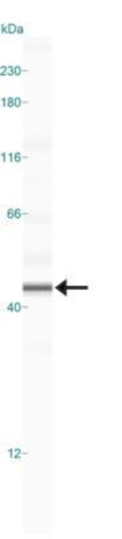 Invitrogen CCR5 Polyclonal Antibody 100 &mu;g; Unconjugated:Antibodies,