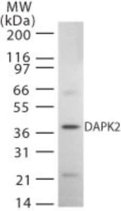 Invitrogen DAPK2 Polyclonal Antibody 100 &mu;g; Unconjugated:Antibodies,