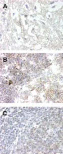 GPR83 Polyclonal Antibody:Antibodies, Polyclonal