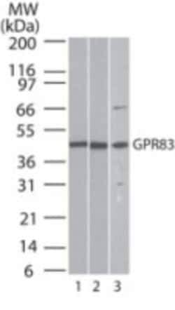 Invitrogen&trade;&nbsp;GPR83 Polyclonal Antibody