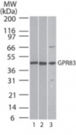 GPR83 Polyclonal Antibody:Antibodies, Polyclonal
