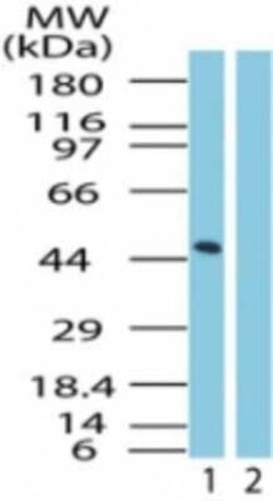 Invitrogen&trade;&nbsp;GPR83 Polyclonal Antibody