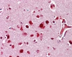 Invitrogen p38 MAPK alpha Polyclonal Antibody 200 &mu;L; Unconjugated:Antibodies,