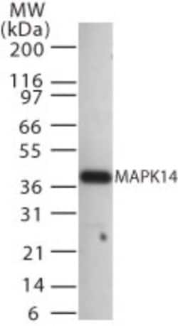 p38 MAPK alpha Polyclonal Antibody:Antibodies, Polyclonal