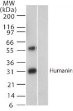 Invitrogen Humanin Polyclonal Antibody 100 &mu;L; Unconjugated:Antibodies,