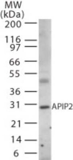 Invitrogen APIP Polyclonal Antibody 100 &mu;g; Unconjugated:Antibodies,