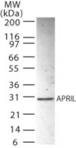 PHAPI2 Polyclonal Antibody:Antibodies, Polyclonal