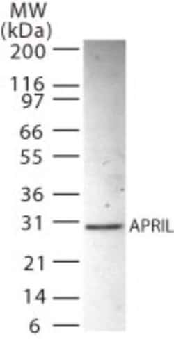 PHAPI2 Polyclonal Antibody:Antibodies, Polyclonal