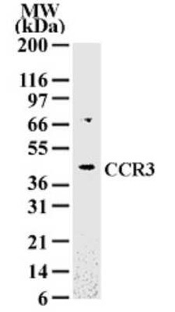 Invitrogen CCR3 Polyclonal Antibody 100 &mu;g | Buy Online | Invitrogen&trade; | Fisher Scientific