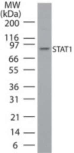 Invitrogen STAT1 Polyclonal Antibody 100 &mu;g | Buy Online | Invitrogen&trade; | Fisher Scientific