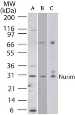 Invitrogen Nurim Polyclonal Antibody 100 &mu;g; Unconjugated:Antibodies,