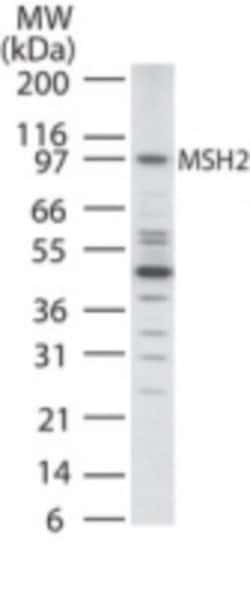 Invitrogen MSH2 Polyclonal Antibody 100 &mu;g; Unconjugated:Antibodies,