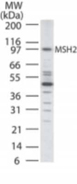 Invitrogen MSH2 Polyclonal Antibody 100 &mu;g | Buy Online | Invitrogen&trade; | Fisher Scientific