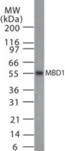 MBD1 Polyclonal Antibody:Antibodies, Polyclonal