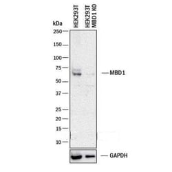 Invitrogen MBD1 Polyclonal Antibody 100 &mu;g | Buy Online | Invitrogen&trade; | Fisher Scientific