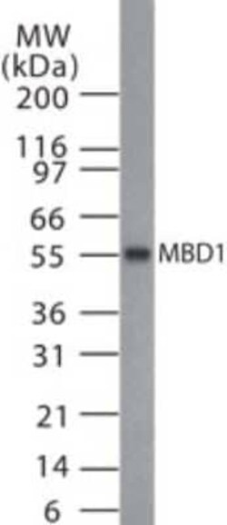 Invitrogen MBD1 Polyclonal Antibody 100 &mu;g | Buy Online | Invitrogen&trade; | Fisher Scientific