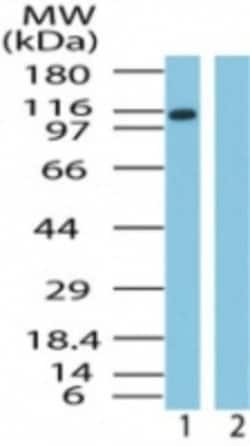 Invitrogen Importin 9 Polyclonal Antibody 100 &mu;g; Unconjugated:Antibodies,