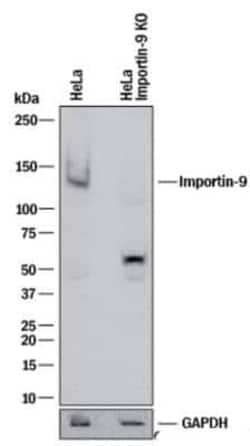 Invitrogen Importin 9 Polyclonal Antibody 100 &mu;g | Buy Online | Invitrogen&trade; | Fisher Scientific