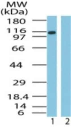 Invitrogen Importin 9 Polyclonal Antibody 100 &mu;g | Buy Online | Invitrogen&trade; | Fisher Scientific