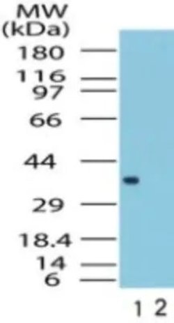 Invitrogen FPR1 Polyclonal Antibody 100 &mu;g; Unconjugated:Antibodies,