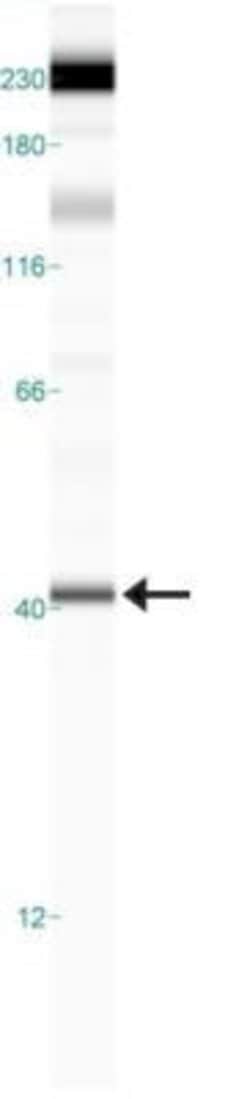 Invitrogen FPR1 Polyclonal Antibody 100 &mu;g; Unconjugated:Antibodies,