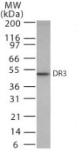 Invitrogen DR3 Polyclonal Antibody 100 &mu;g; Unconjugated:Antibodies,