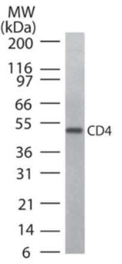 CD4 Polyclonal Antibody:Antibodies, Polyclonal