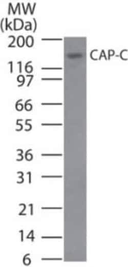 Invitrogen SMC4 Polyclonal Antibody 100 &mu;g; Unconjugated:Antibodies,