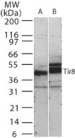 Invitrogen SIGIRR Polyclonal Antibody 100 &mu;g; Unconjugated:Antibodies,