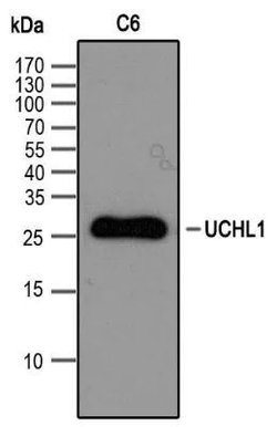 Invitrogen PGP9.5 Polyclonal Antibody 100 &mu;g; Unconjugated:Antibodies,