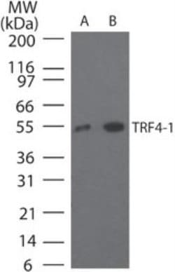 Invitrogen TRF4-1 Polyclonal Antibody 100 &mu;g | Buy Online | Invitrogen&trade; | Fisher Scientific