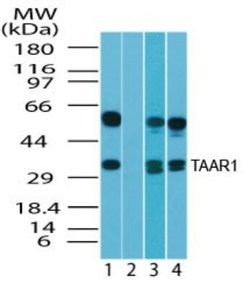 Invitrogen TAAR1 Polyclonal Antibody 100 &mu;g; Unconjugated:Antibodies,