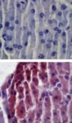 Invitrogen TLR2 Polyclonal Antibody 100 &mu;g; Unconjugated:Antibodies,