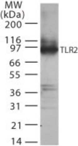 Invitrogen TLR2 Polyclonal Antibody 100 &mu;g; Unconjugated:Antibodies,