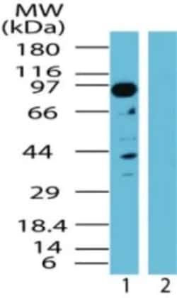 Invitrogen TAB3 Polyclonal Antibody 100 &mu;g; Unconjugated:Antibodies,